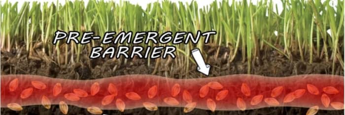 Preemergent herbicides must be in place before crabgrass seedlings and other weeds begin to emerge. Most will not kill crabgrass that has already emerged; they have to be applied and watered in to develop that herbicide barrier.