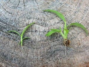 You can certainly cut down on the crabgrass in your yard if you pull it when it looks like this. Don't allow it to mature and spread its seeds everywhere.