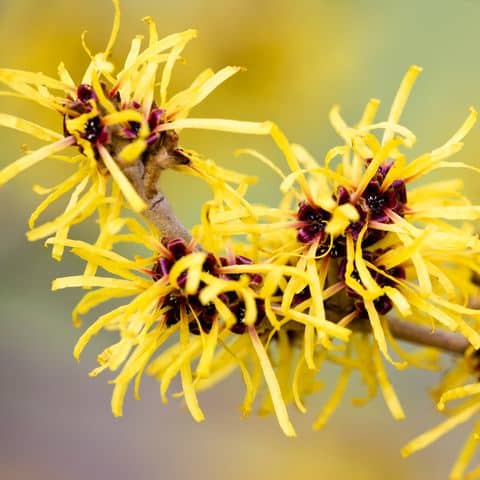 Witch hazel is indigenous to North America and parts of Asia. It has a history of use for sores, wounds, hemorrhoids, and other external abrasions, and was used medicinally by a variety of Native American tribes.