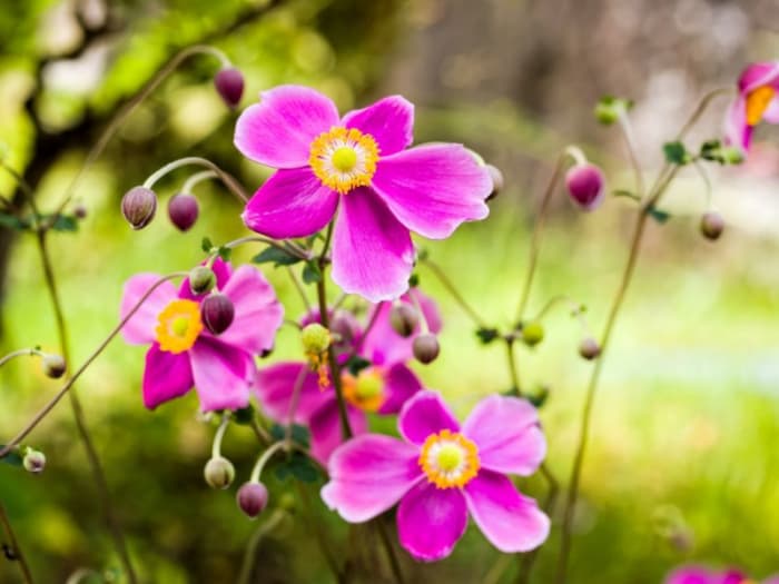 Japanese anemone is just one of the many wonderful fall-blooming flowers you can grow in your garden.