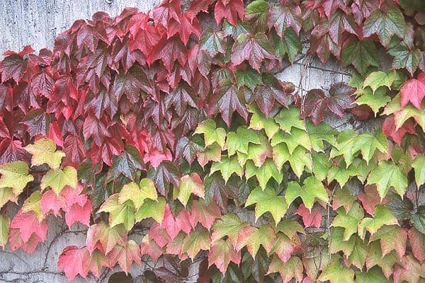 Boston ivy is a clinging, climbing vine that produces beautiful colors from spring to fall. In the winter, it produces dark blue berries that the birds love. Great for covering unsightly walls or fences.