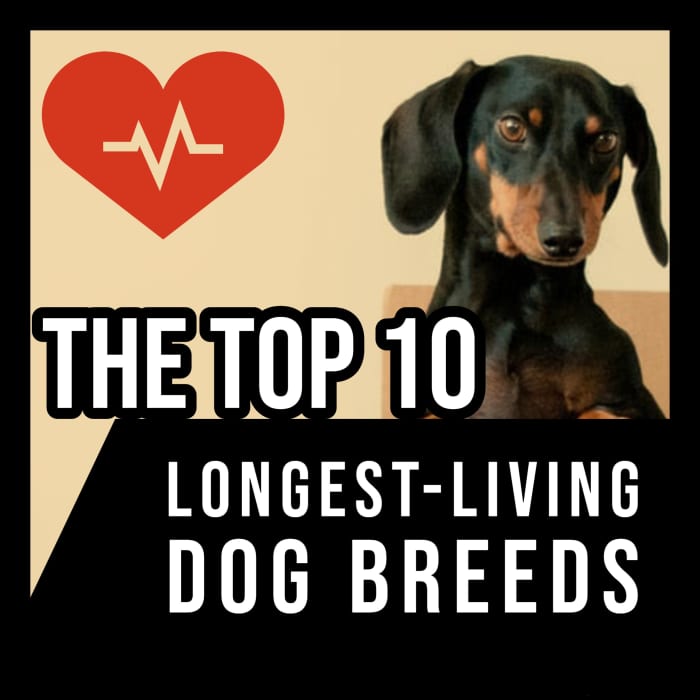 From the Australian Cattle Dog to the Chihuahua, this article ranks the world's 10 longest-living dog breeds.