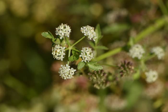Lebanese watercress (Apium nodiflorum) grows quickly, thrives in water, and is very easy to propagate.