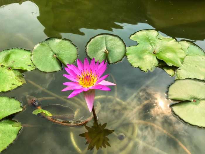 A Guide to Edible Aquatic Plants Dengarden