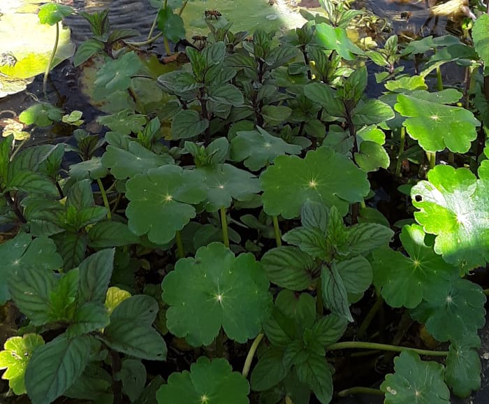 American pennywort (Centella asiatica) is also edible and will thrive in the pond. The flat, little leaves resemble lily pads.