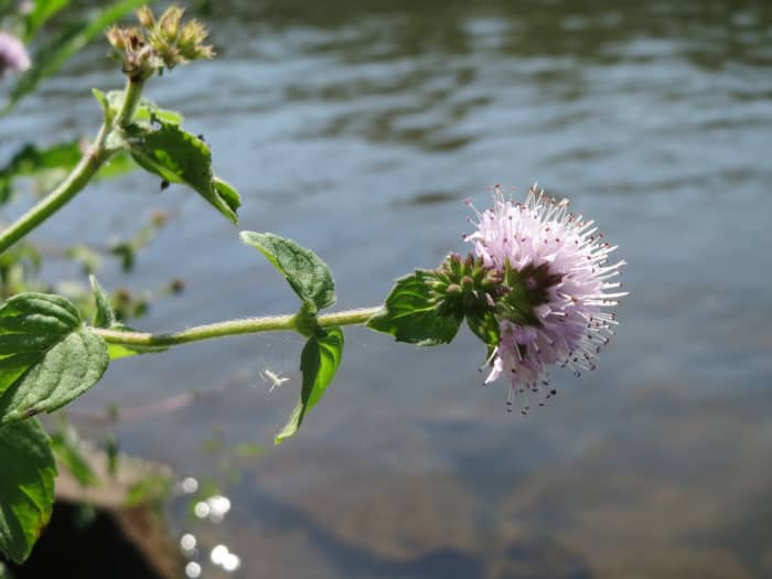 Lovely in appearance and aromatic, water mint (Mentha aquatica) can be potted, grown in a pond, or hung from floating baskets.