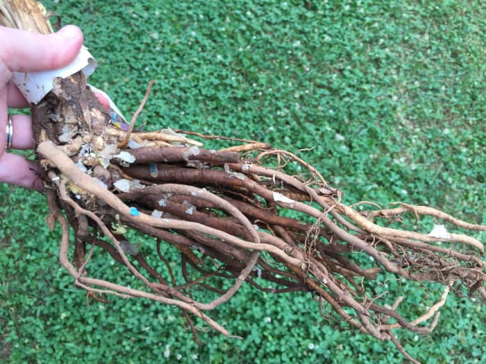 Bare root plants are perennials, shrubs or trees grown in nurseries, then dug up while dormant. They are prepared and packaged to be shipped directly to the customer, or refrigerated until time for shipment. It eliminates the need for black pots.