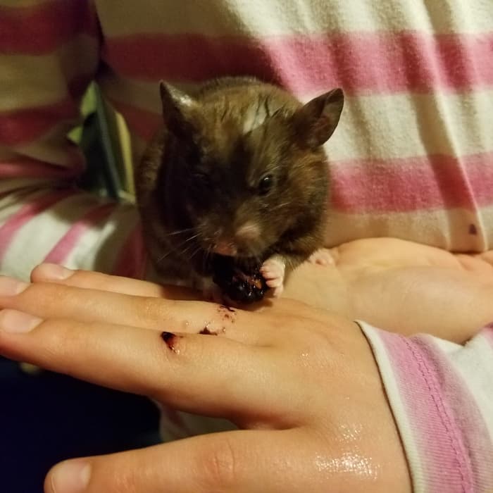 Elsa Piper Annabeth hamster loved eating sweet, juicy blackberries and running around playgrounds we set up for her.