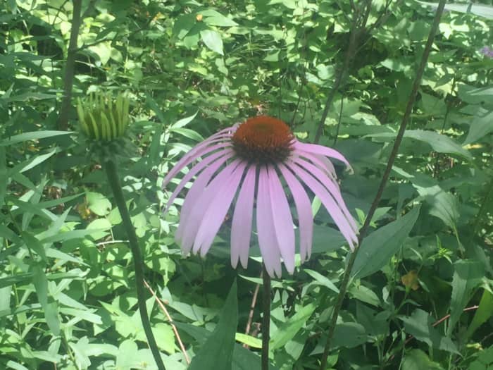 Echinacea is also called purple coneflower because the drooping leaves and prominent seed head form a cone.