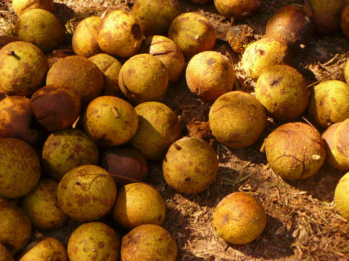 How to Harvest, Store, and Cook Black Walnuts (With Recipes) Delishably