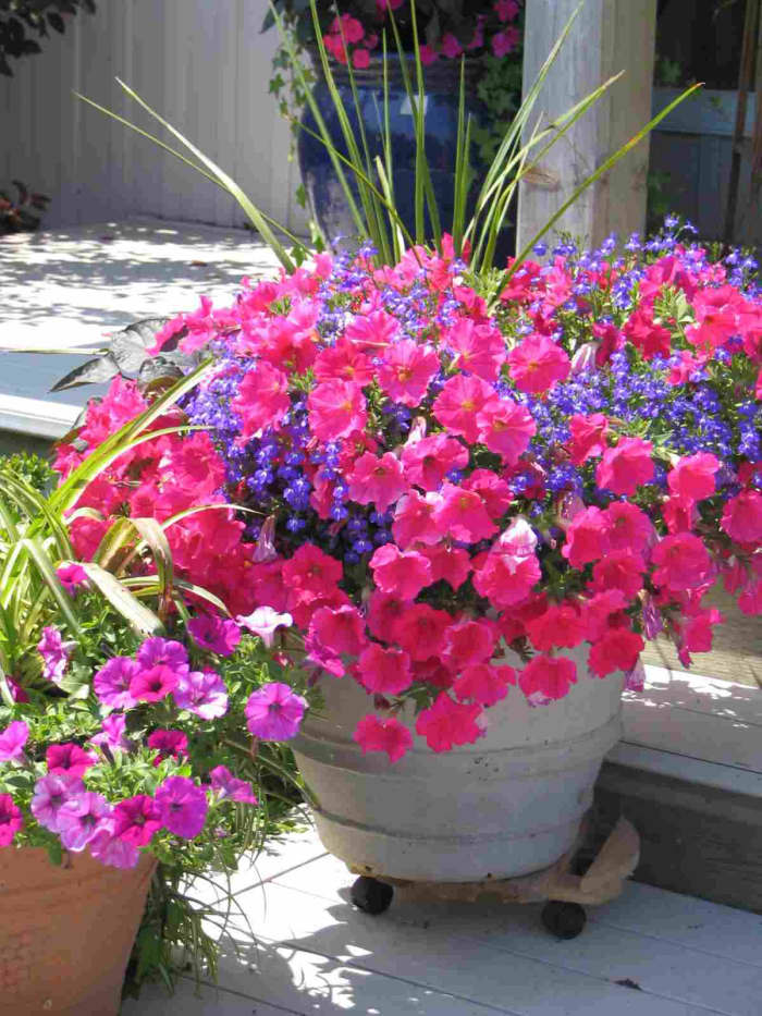 Healthy plants that look attractive will make sure your entrance or balcony is welcoming. These lovely summer plants make going up these steps a pleasure.