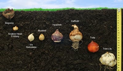 Layering bulbs in a large hole is a great way to ensure that you have continuous blooms without having to dig individual holes for each bulb.