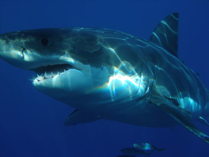 Megalodon was three times the size of the largest Great White Sharks!