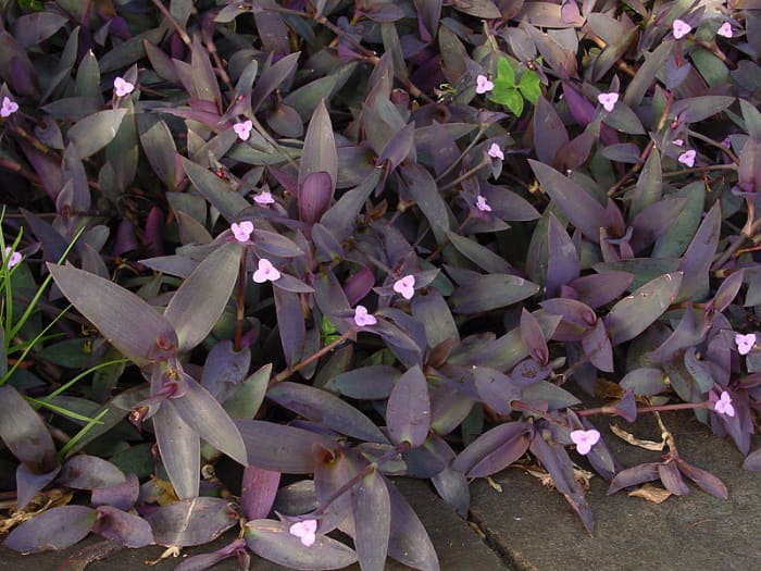 The flowers of Wandering Jew have three petals which is characteristic of the spiderwort family.