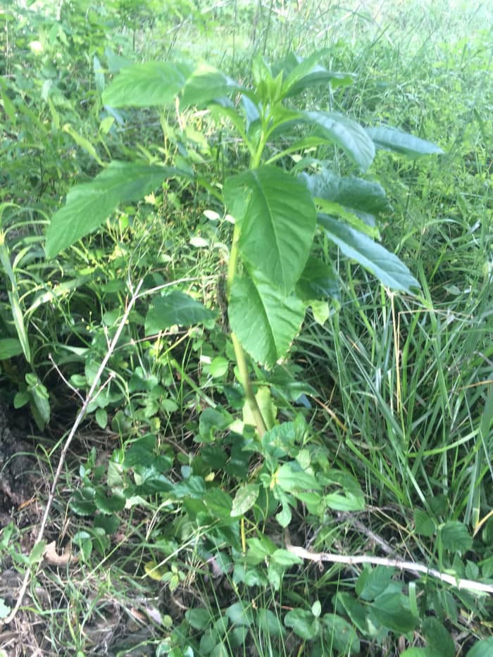 The berries are your indicator of whether or not the plant is harvestable. (Never consume the berries, though.)