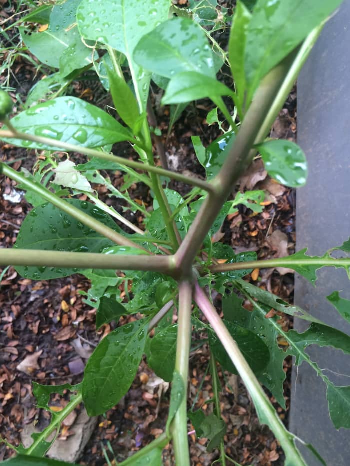 Stem starting to become harder and take on purplish hue. Harvesting plant is questionable.