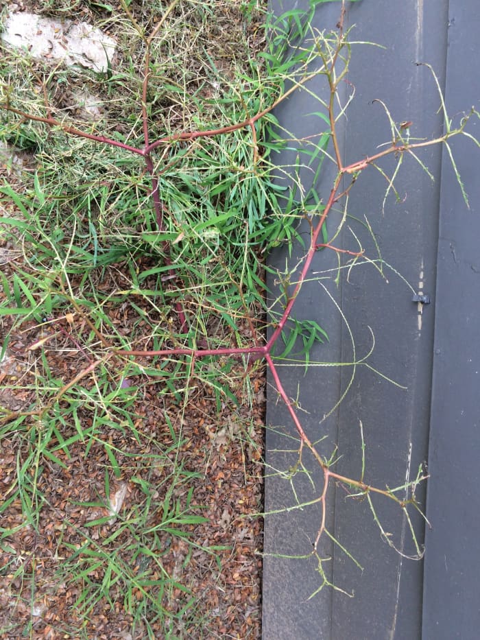Insects and birds beat you to it! Leaves will actually grow back, but plant will likely be over developed before you can harvest again.