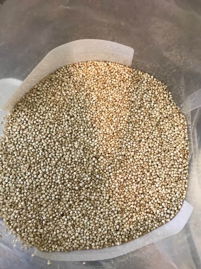 Lots of folks rinse quinoa before cooking, but I rarely bother. I simply measure it out with a 2 to 1 ratio of quinoa to cooking liquid and let it go!