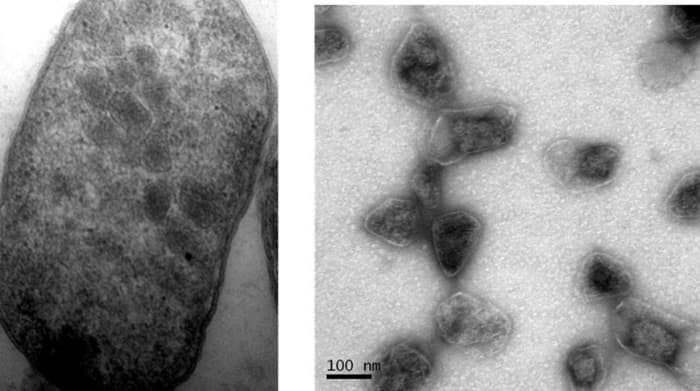PDU BMCs in Escherichia coli