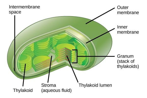 Organelles or Compartments in Bacteria and Eukaryotic Cells - Owlcation