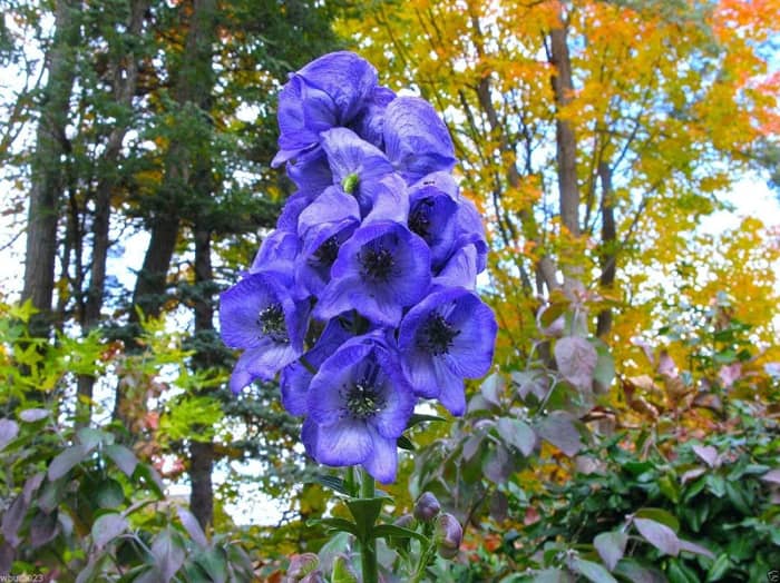 Monkshood is a gorgeous plant that is also deadly poisonous. All parts contain a number of poisonous substances. Although dangerous, the Monkshood is one of many beautiful poisonous flowers.