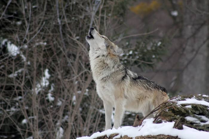 The howl is the wolf's most iconic vocalization, but like domestic dogs, they whimper, bark, and growl as well.