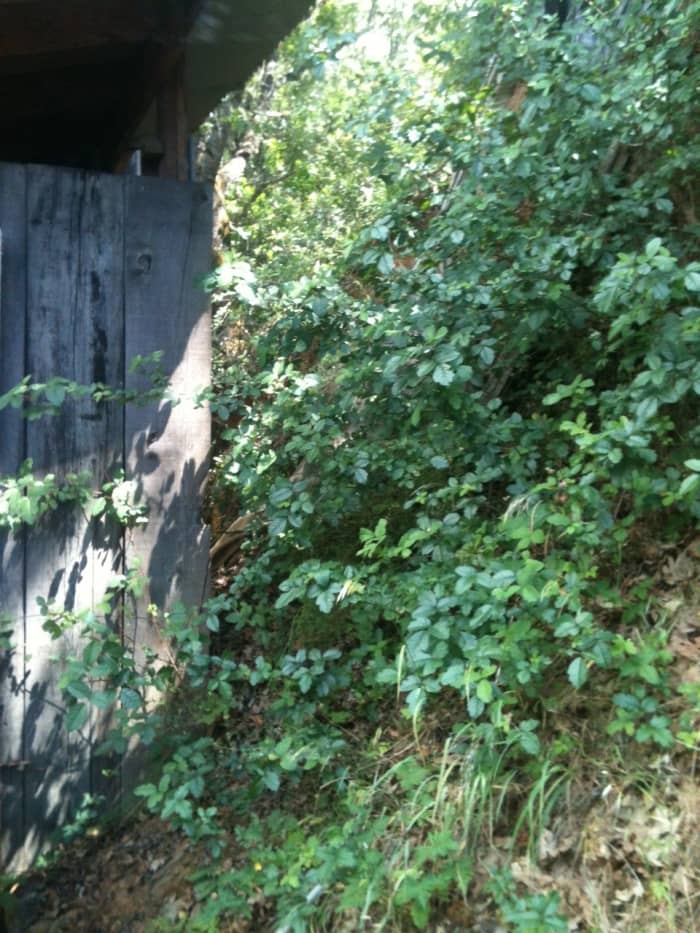 Poison Oak can crawl all over the place, on the ground or up trees, fences and walls
