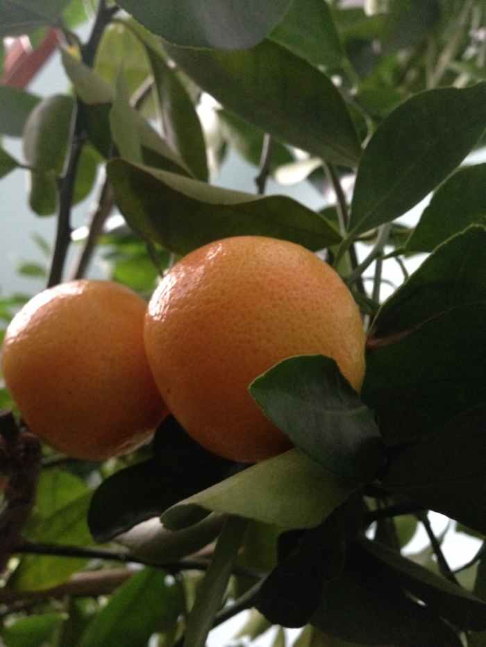How to Grow a Dwarf Citrus Tree Dengarden