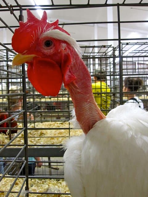 No, this chicken is not sick. The lack of feathers on its neck is a breed characteristic of the Transylvanian Naked Neck chicken.