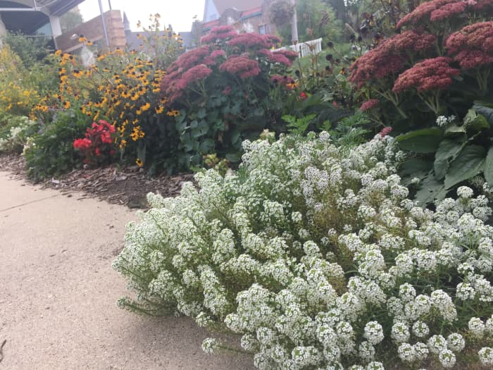 Sweet alyssum growing in front of 'autumn joy' sedum at the Bay View Milwaukee Public Library.