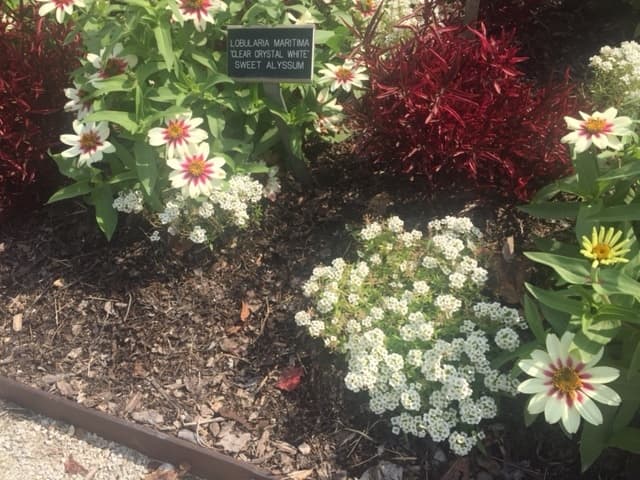 Alyssum "Clear Crystal White" growing among other perennials at the Boerner Botanical Gardens in Hales Corners, WI.