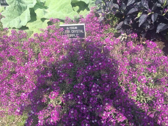 Alyssum 'Clear Crystal Purple' growing at the Boerner Botanical Gardens in Hales Corners, WI.