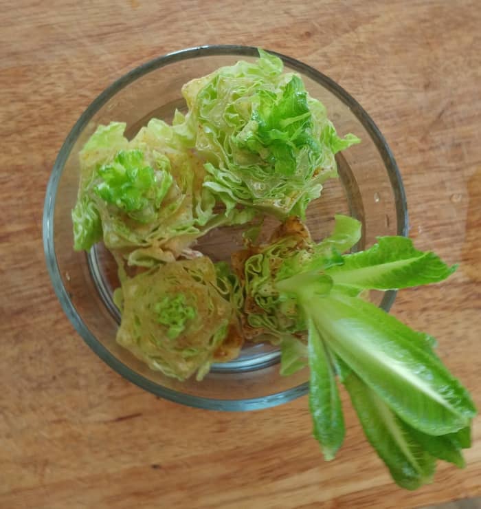 Chaque fond a germé, et chacun deviendra une nouvelle tige de laitue romaine.