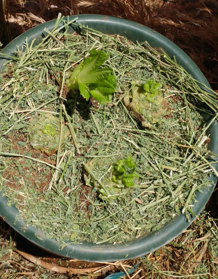 Acqua la lattuga dopo averla piantata e coprila con del pacciame.