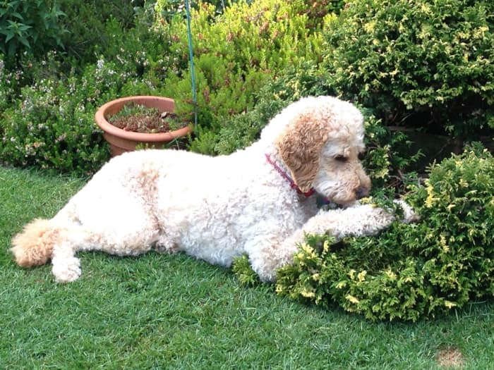 This article will break down the "Chelsea Chop", a pruning technique designed to extend the flowering season of perennials.