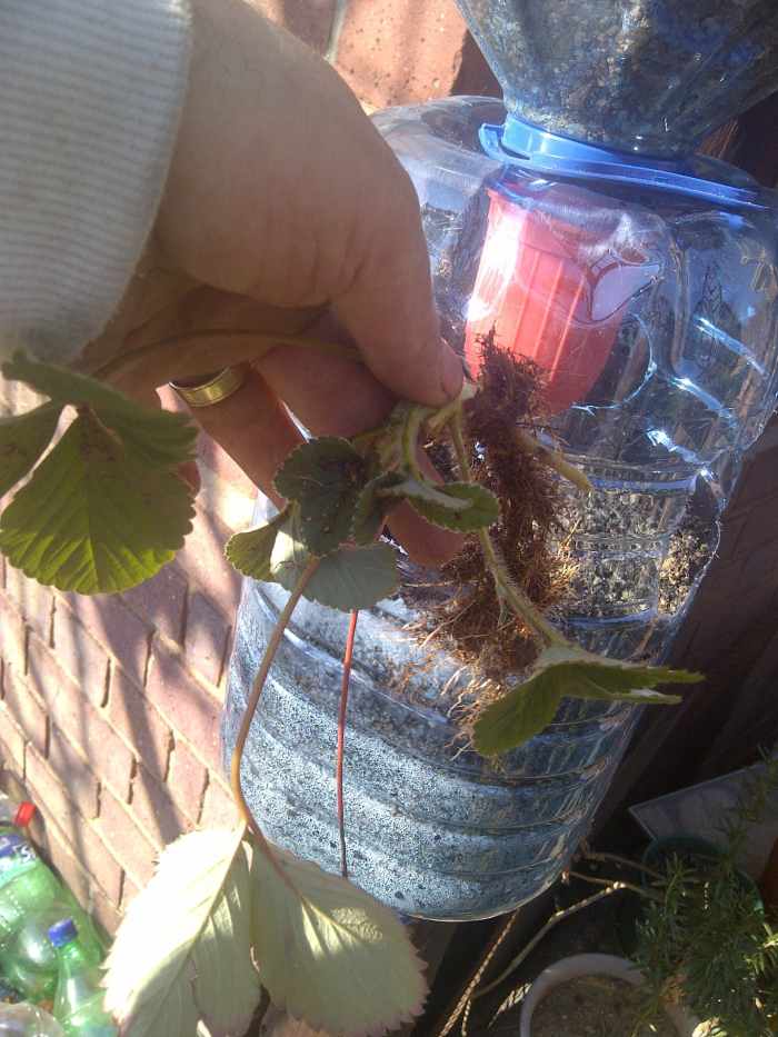 How to Grow Strawberries Using Plastic Bottles (With Photos) Dengarden
