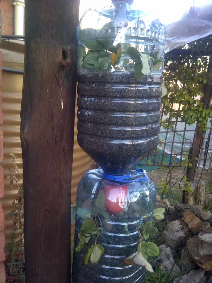 How to Grow Strawberries in Plastic Bottles (With Photos) Dengarden