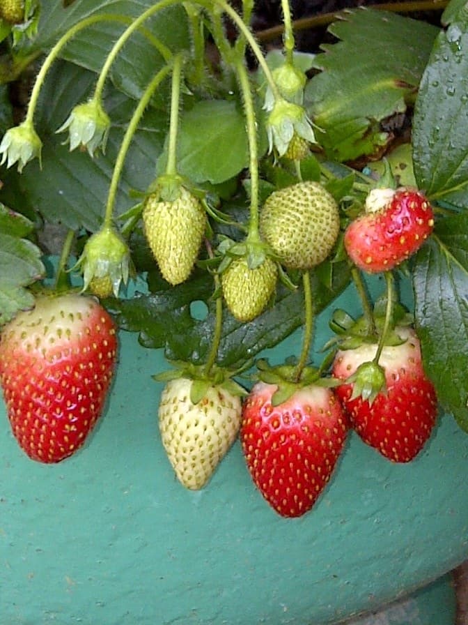 When is the best time to plant strawberries information