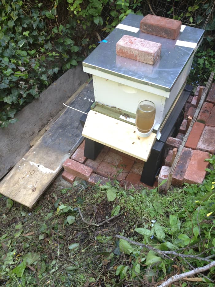 Our spot for my hive. We live on a creek, so we had to secure a safe spot that kept the bees away from the kids, but also had sun.