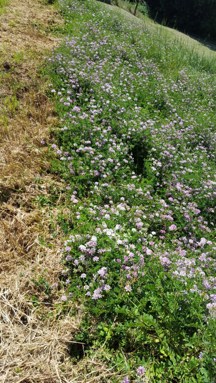 This slope has been stabilized with crown vetch to prevent it from collapsing. There are buildings nearby that could become destabilized if the slope collapsed.