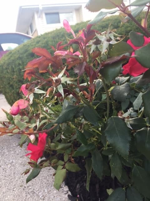 Some red growth on roses is normal. If the red growth develops misshapen leaves and blooms, it is likely rose rosette disease, and you will need to replace the plant.