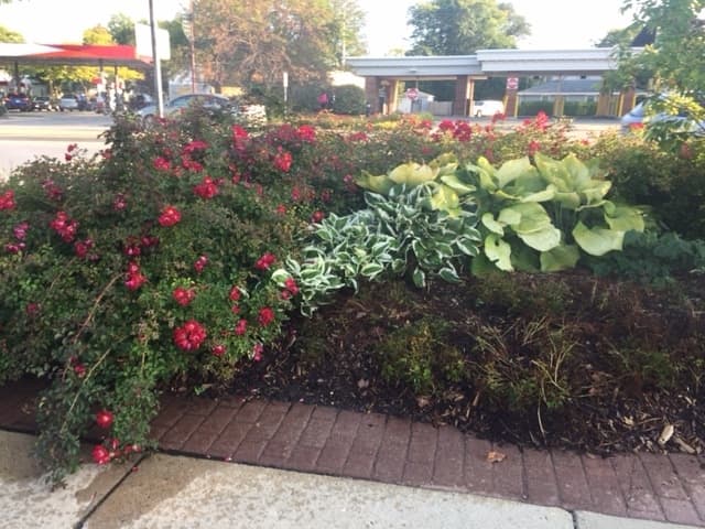 Knock Outs look excellent when paired with evergreens and dependable perennials, such as hostas, as shown here.