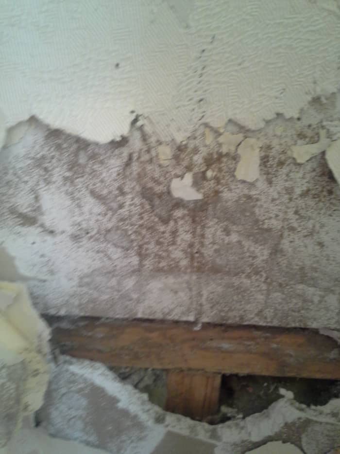 Near the spotted area, the damage was worse, but still didn't look like mud tubes or wood rot.