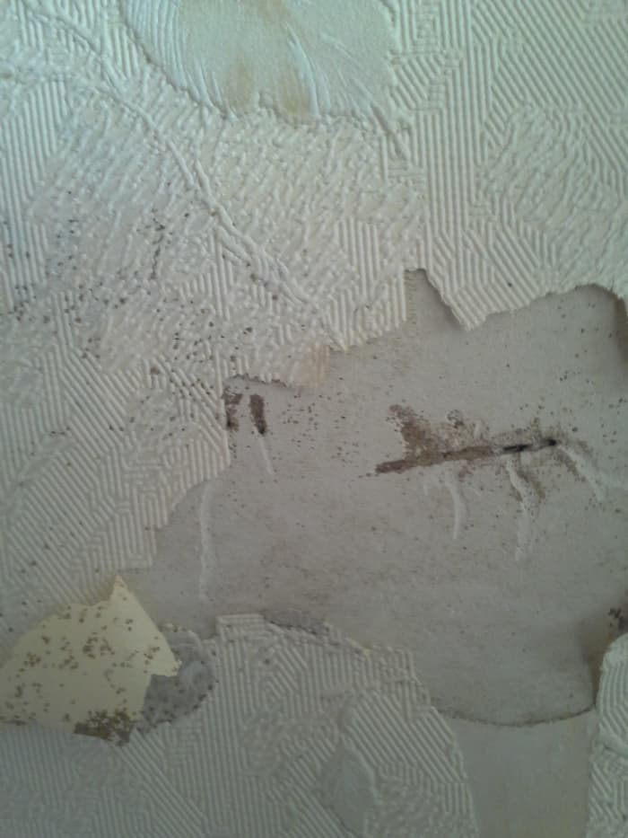 Drywall can hide termite tubes. This was the only obvious sign of tubes on the inside main floor of a two story house with basement. A closer look revealed extensive wood damage to floor joists & the sill plate that supports the weight of the house.