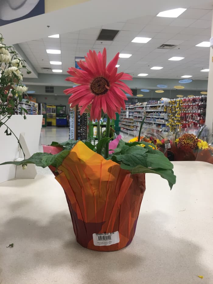 All this plant needed was a little water! Three hours after watering and all the petals have gone back to their normal position.