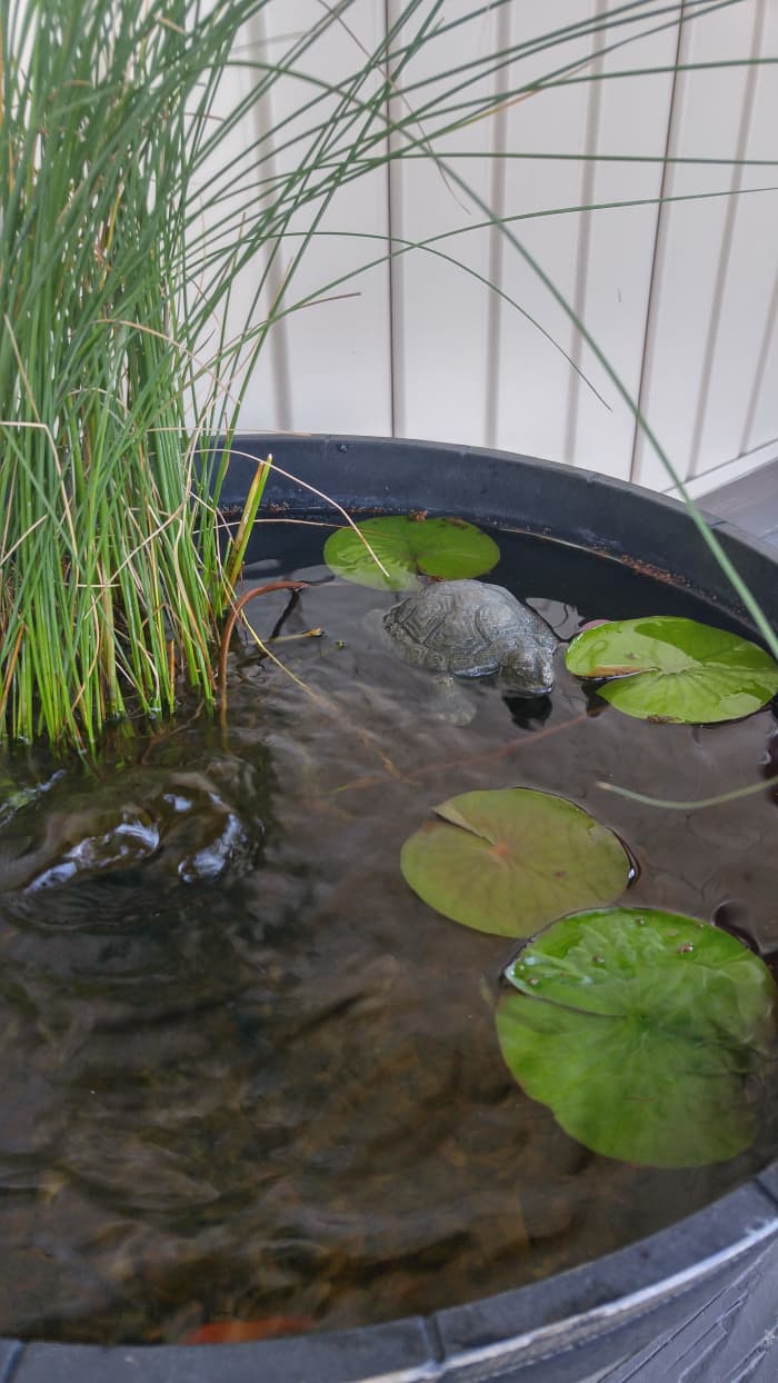 How to Create a Container Water Garden for Small Spaces - Dengarden