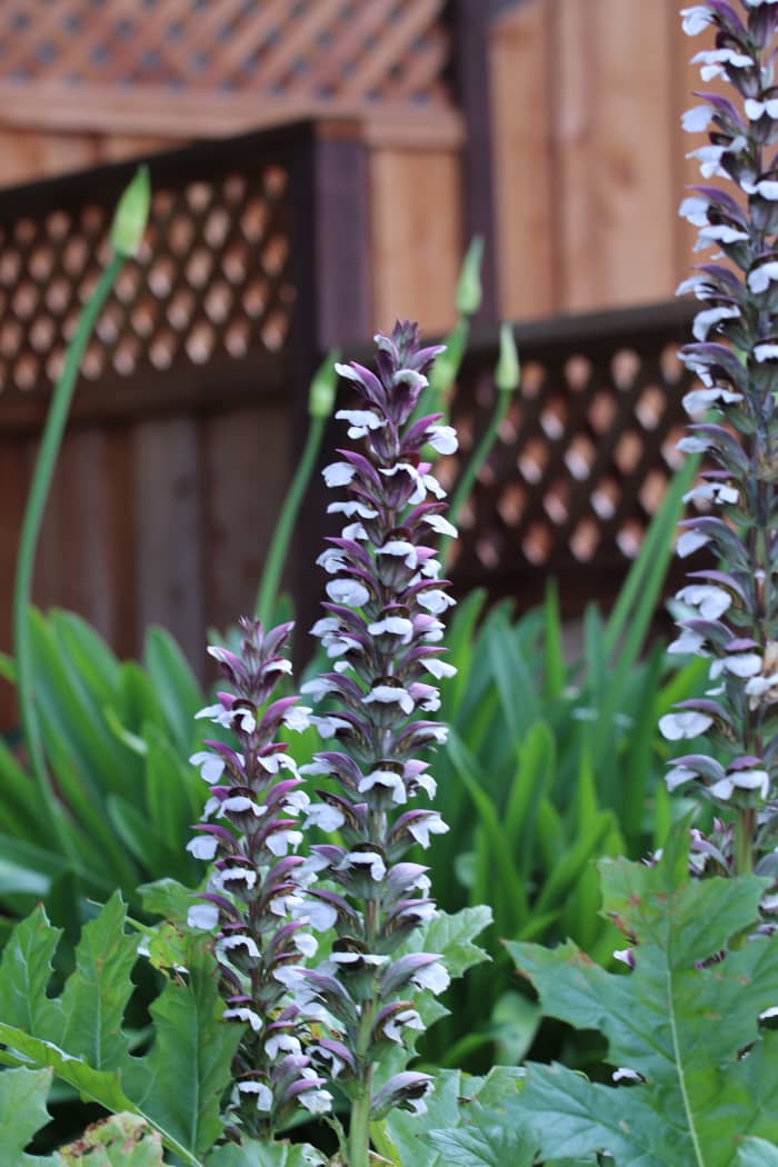 shade lovingfloweringplantsforawoodlandgardenorshadyarea