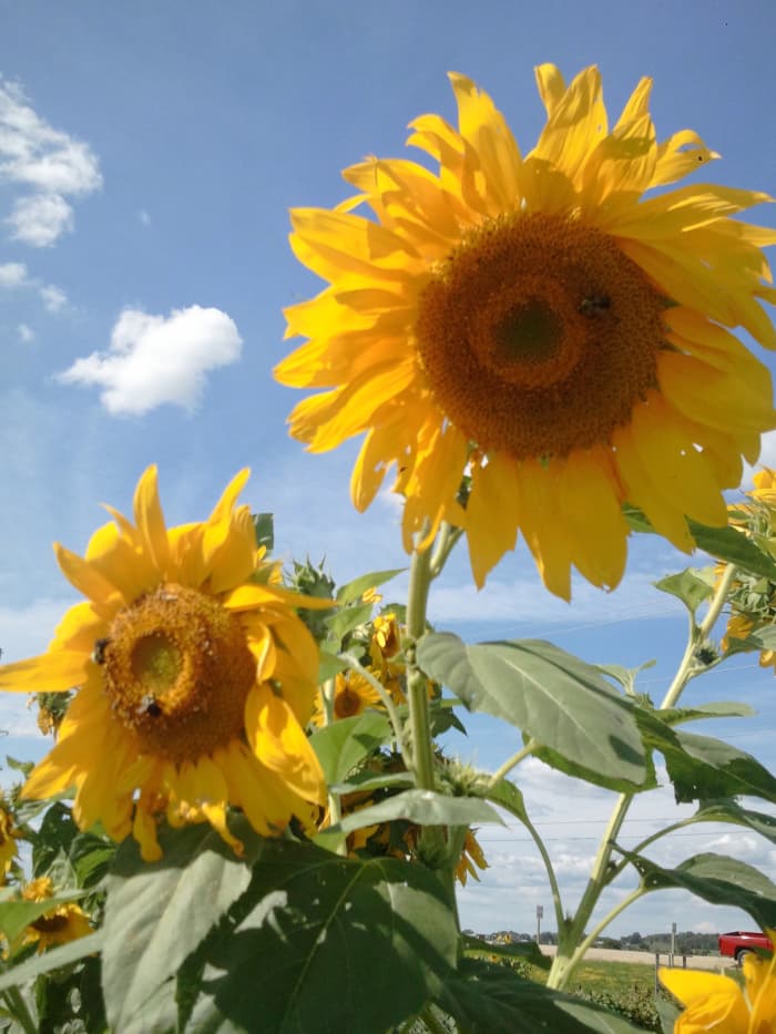 Aquaponics yellow leaves 