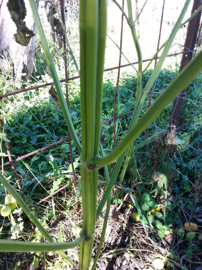Chia plants have very distinctive stalks. At later stages they are clearly ribbed but at first, you may need to rub it to feel the ribs. In this photo, taken at the end of the season, the ribs are very obvious.