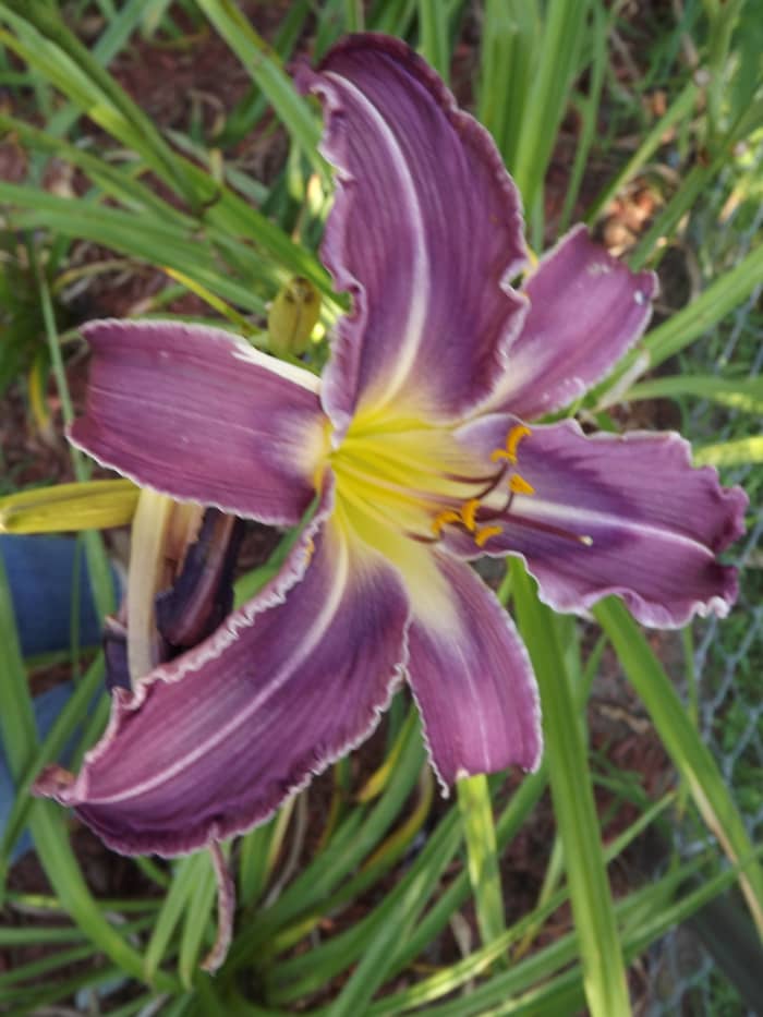 This daylily is what is known as a spider. Most spider daylilies have thinner petals yet. They are popular with collectors.